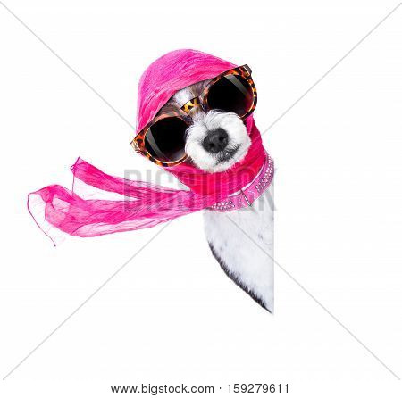 Diva Chic Dog