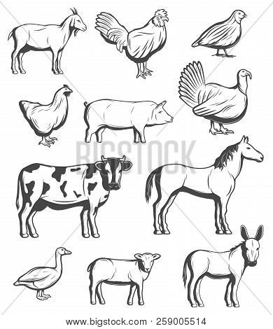 Farm Animals, Cattle And Poultry Birds. Vector Farmer Household Of Cow And Goat, Horse And Sheep, Pi