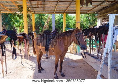 Horse Ride Through Jungle In Vacation. Horse In Stall. Brown Horse Portrait. Horses. Riding A Horse.