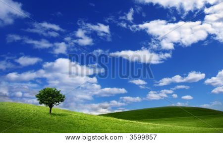 Lonely Tree On Green Filed