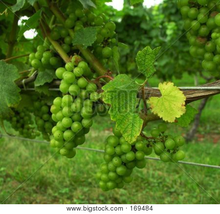 Grape Vines