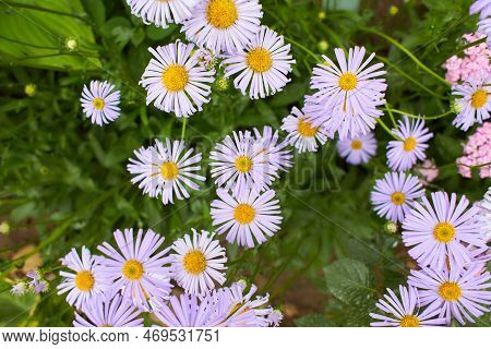 Close Up Of Many Small Violet Flower And Green Leaves Of Alpine Aster In A Sunny Summer Garden, Beau