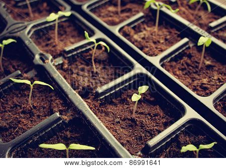 tomatoe seedlings