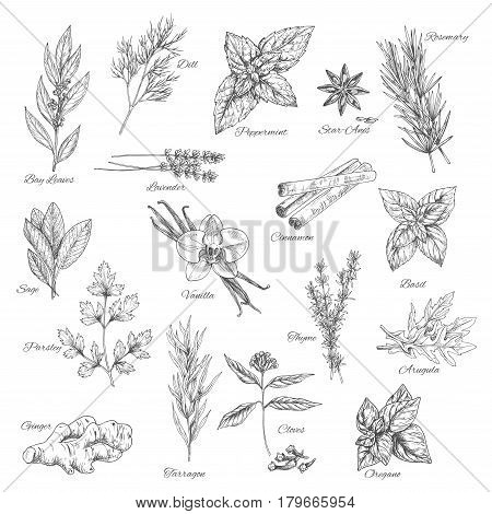 Spices and herbs vector dill, peppermint and anise, rosemary, bay leaf or lavender and cinnamon, basil or sage, parsley and vanilla or thyme, arugula, oregano or clove and ginger or tarragon seasoning