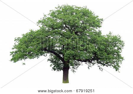 Oak Tree