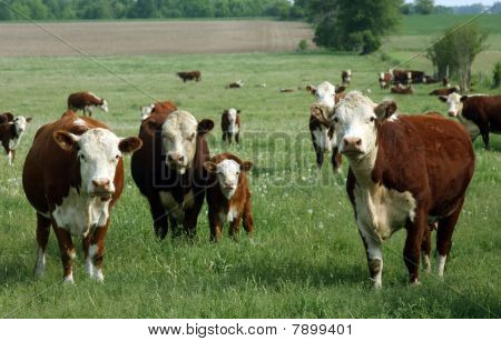 Baby Hereford Calf