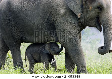 Elephant: Mother And Child's Love