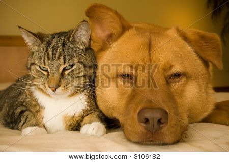 Cat And Dog