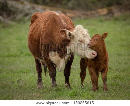 Momma Cow and Calf Sharing a Nuzzle