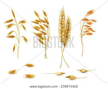 Vector Realistic Set Of Cereal Plants, Oat Spikelets, Barley Ears, Wheat Or Rye With Grains Isolated