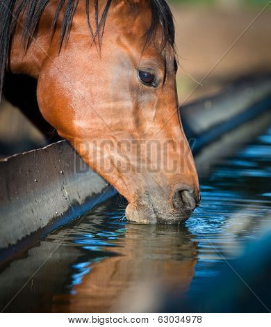 Horse drinks a water, horse head close up.