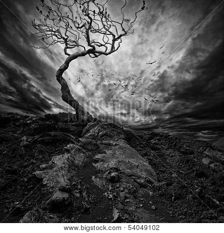 Dramatic sky over old lonely tree 