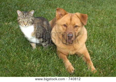 Cat and Dog