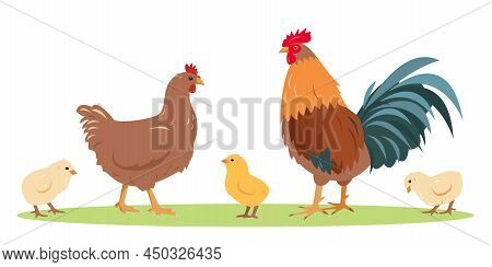 Set Of Poultry Farm Birds. Rooster Cock With Hen And Chicks Isolated On White Background. Chicken Fa