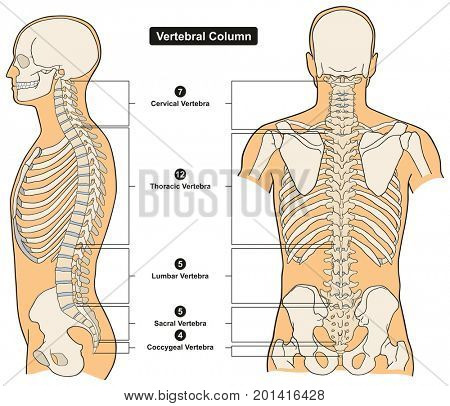 Vertebral Column Human Image & Photo (Free Trial) | Bigstock