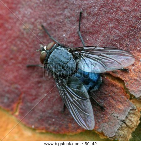 Macro Shot Of A Fly