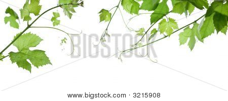 Grape-Leaves