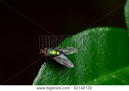 opalescant fly