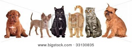 Group of cats and dogs, isolated on white background