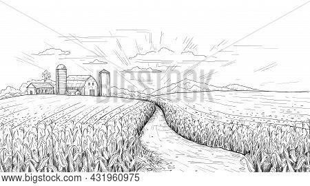 Corn Field. Hand Drawn Agricultural Engraving With Summer And Autumn Maize Cobs. Farm House And Silo