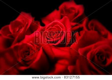 Center of roses. Deep red roses on black background. Focus is on center red rose. Surrounding roses are Intentionally soft focused.  