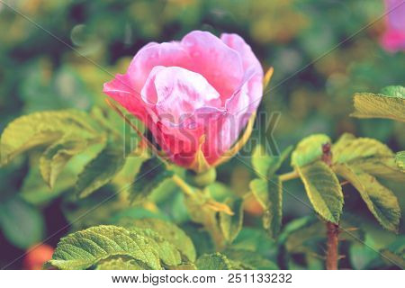 The Blooming Flower Of Wild Briar With Green Leaves In The Natural Environment. Pink Flower Of Dog R