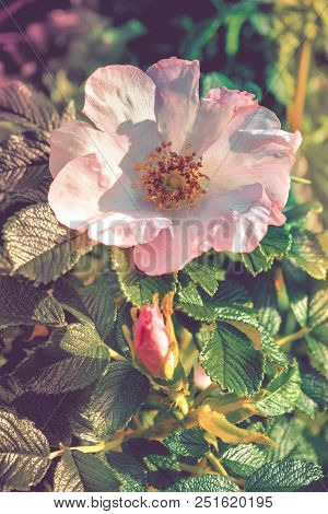 The Blooming Flower Of Wild Briar With Green Leaves In The Natural Environment. Pink Flower Of Dog R