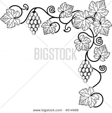 Grape Vine Design Element