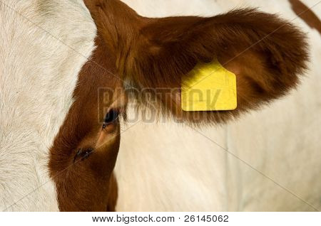 A cow's eye and ear with ear tag and flies