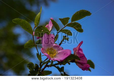 Briar Flowers, A Bush Of A Blossoming Dog Rose