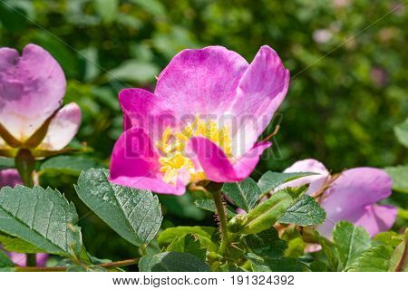 Briar Flowers, A Bush Of A Blossoming Dog Rose