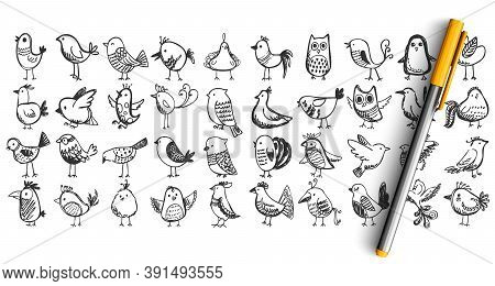 Birds Doodle Set. Collection Pencil Pen Ink Hand Drawn Sketches Templates Patterns Of Flying Animals