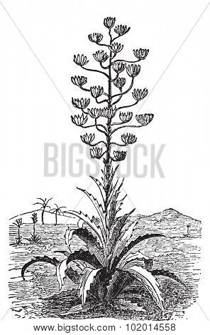 Century plant or Agave Americana old vintage engraving. Engraved illustration vector. Originally from Mexico but cultivated worldwide as an ornamental plant.