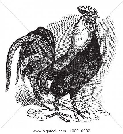 Rooster or Cockerel or Cock or Gallus gallus, vintage engraving. Old engraved illustration of Rooster. Trousset Encyclopedia