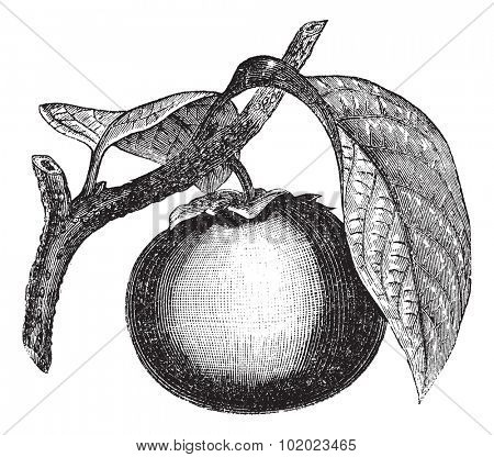 Japanese Persimmon or Diospyros kaki, vintage engraved illustration. Trousset encyclopedia (1886 - 1891).