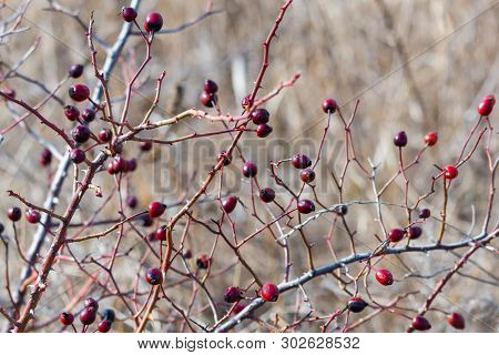 Hips Bush With Ripe Berries. Berries Of A Dogrose On A Bush. Fruits Of Wild Roses. Thorny Dogrose. R