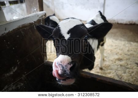 Farm Calf In A Stall. A Cute Calf Stands In A Wooden Shed In The Village And Looks Into The Lens. A 