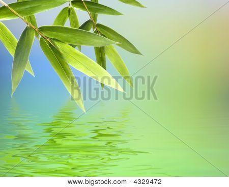 Bamboo Leaves Over Abstract Blurred Background