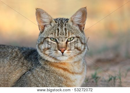 Portrait of an African wild cat (Felis silvestris lybica), Kalahari desert, South Africa