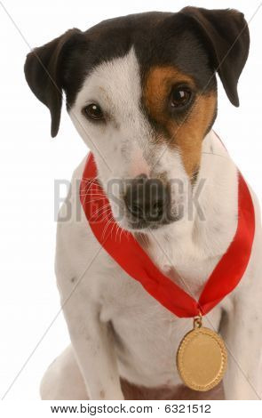 Jack Russel Terrier Wearing Medal