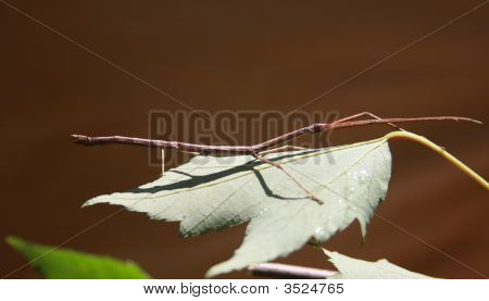 Walking Stick, Phasmida