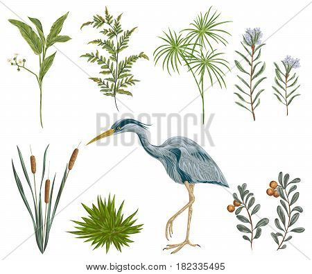 Heron bird and swamp plants. Marsh flora and fauna. Isolated elements Vintage hand drawn vector illustration in watercolor style