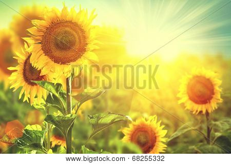 Sunflower field. Beautiful sunflowers blooming on the field. Growing yellow flowers