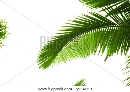 Blade af Palm Tree