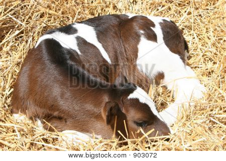 Calf