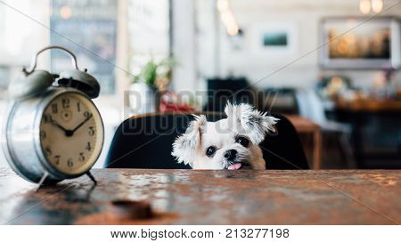 Dog So Cute Wait A Pet Owner At Pet Shop