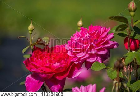 The Flowers Of Wild Rose Medicinal. Blooming Wild Rose Bush. Rose Hip Flowers Close-up.