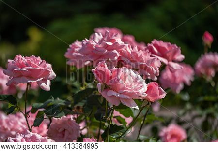 The Flowers Of Wild Rose Medicinal. Blooming Wild Rose Bush. Rose Hip Flowers Close-up.