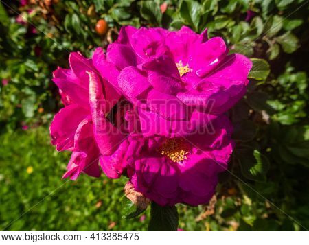 The Flowers Of Wild Rose Medicinal. Blooming Wild Rose Bush. Rose Hip Flowers Close-up.