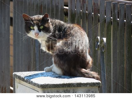 Black and white Domestic cat domesticated housecat aka Felis catus or Felis silvestris mammal animal